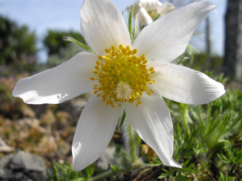 Pulsatilla vulgaris 'alba' photo
